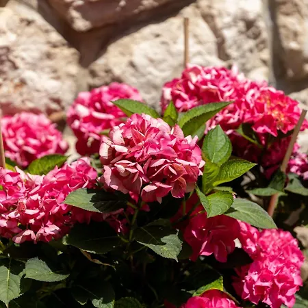 Апартаменты Lili Нови-Винодолски