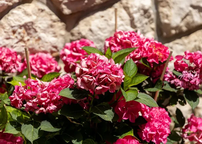 Апартаменты Lili Нови-Винодолски